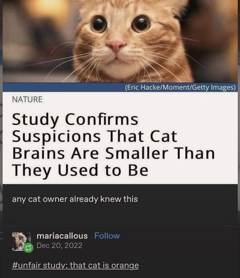 Punch Cat tweet media