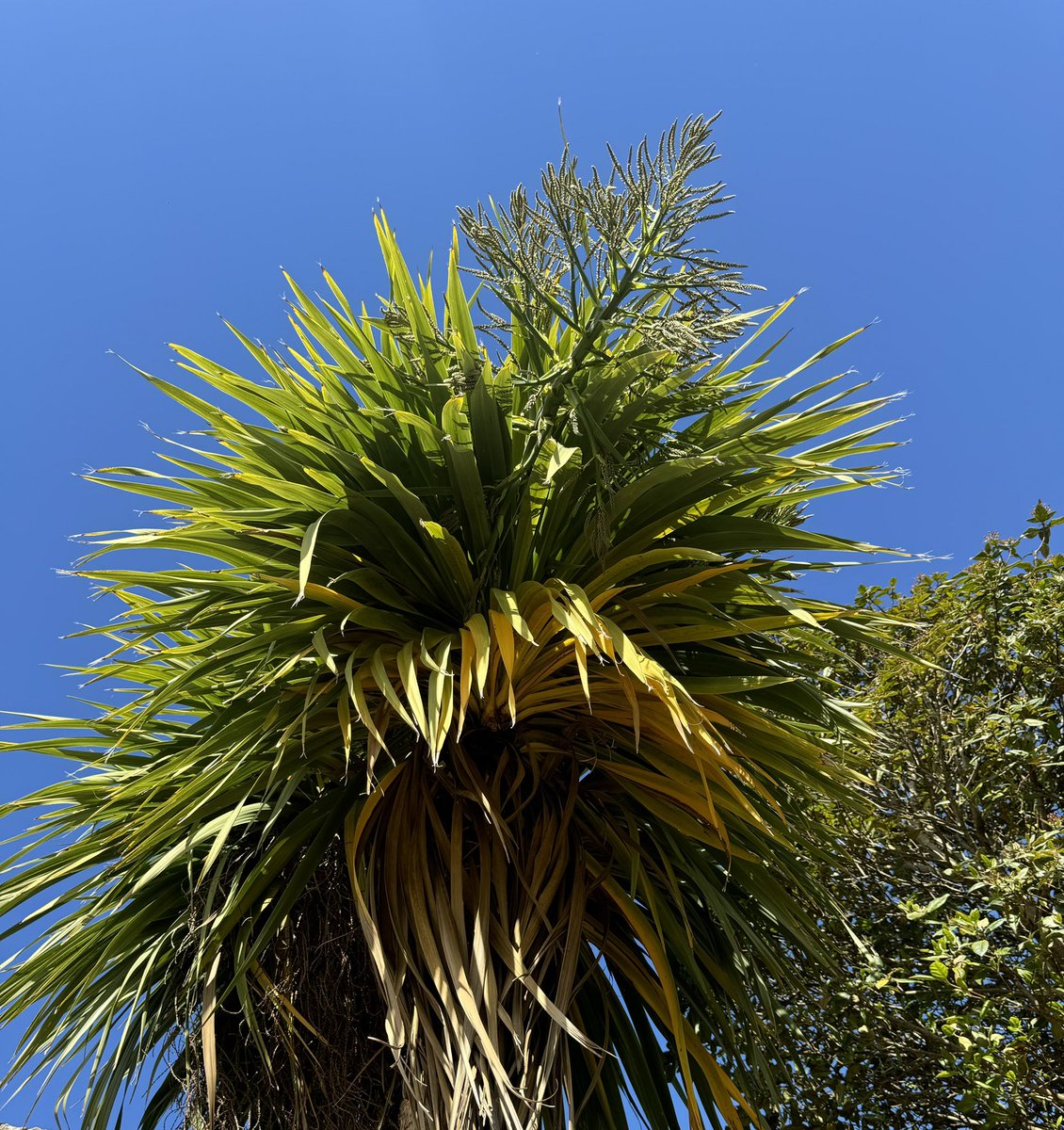 anonymousaiya's tweet image. the sun is so beautiful when it rests upon a tree we are so blessed to live on a planet that gives us the sun #grateful