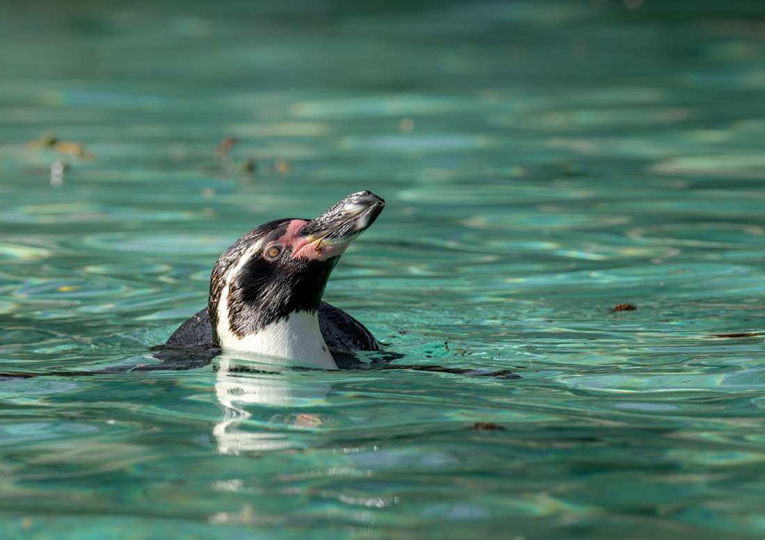 ZSL tweet media