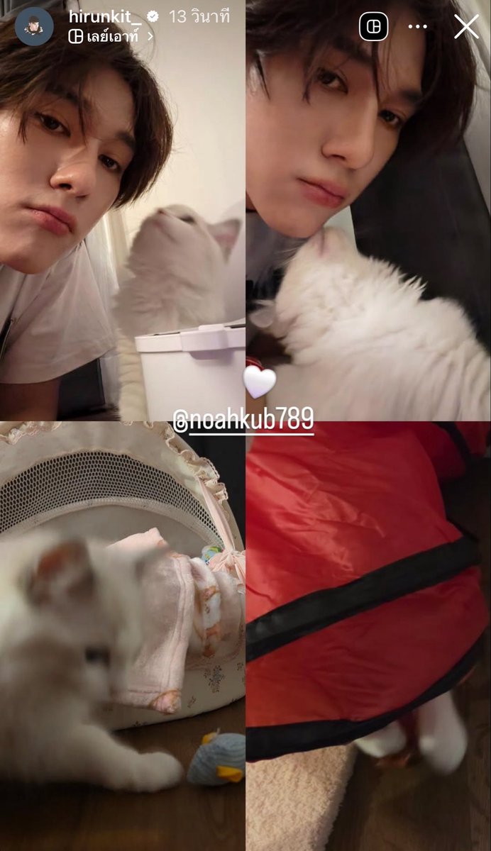 littleani tweet media