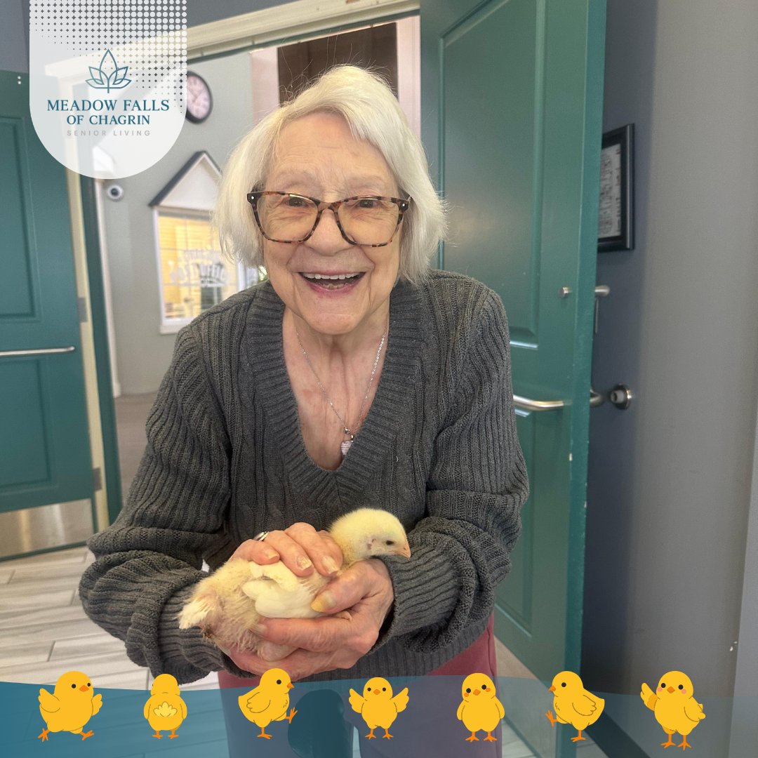 MeadowChagrin's tweet image. Our last visit with the baby chicks 🐥💛. Sad to see them go, but grateful for the experience of watching them hatch!

#SeniorLiving #SimpleJoys #MakingMemories