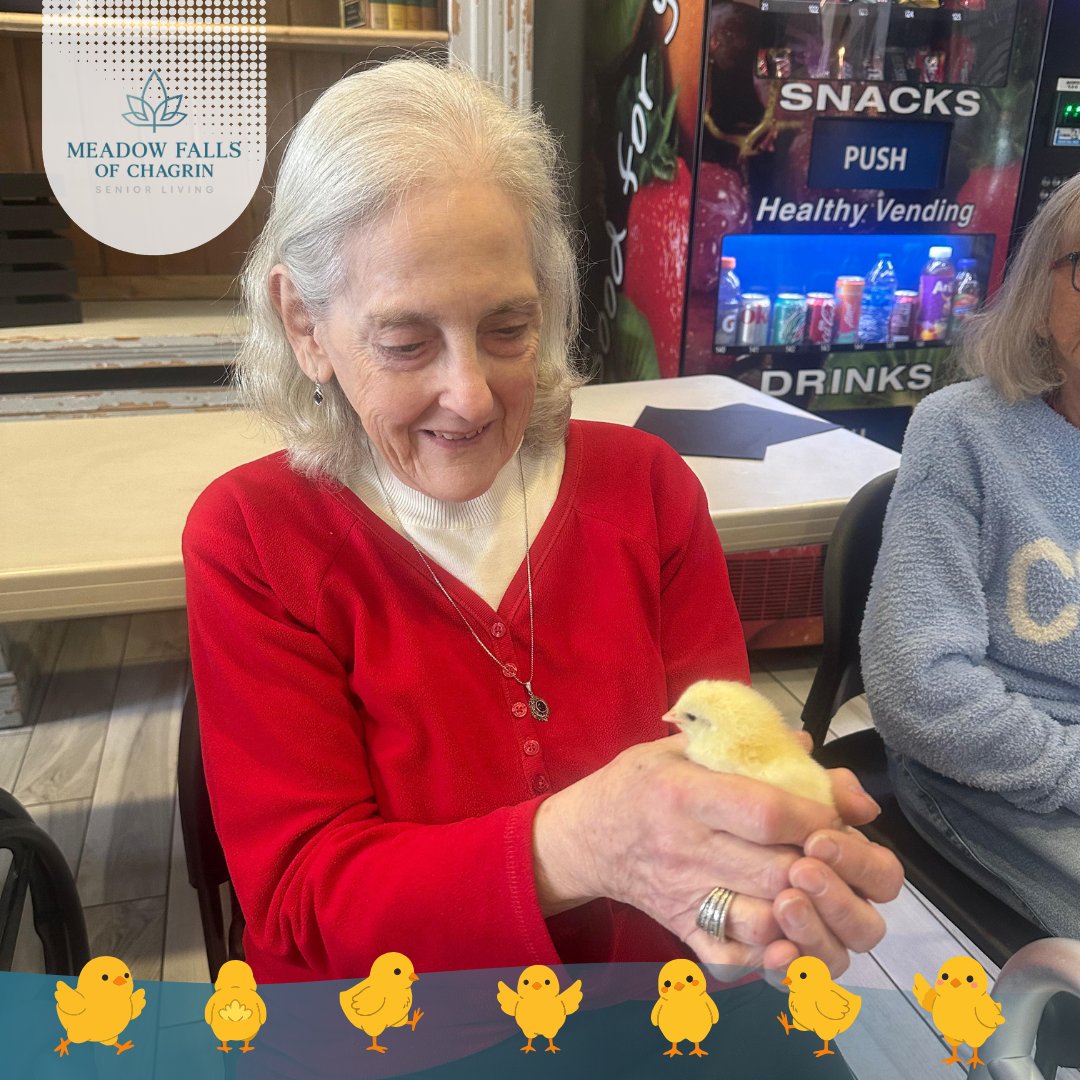 MeadowChagrin's tweet image. Our last visit with the baby chicks 🐥💛. Sad to see them go, but grateful for the experience of watching them hatch!

#SeniorLiving #SimpleJoys #MakingMemories