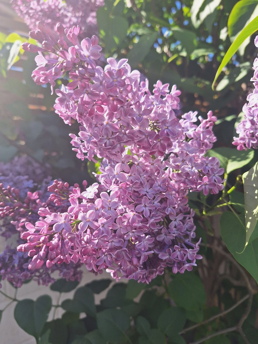 Murpht01's tweet photo. There she is in full bloom
#Gardening #LilacTime https://t.co/69Pku8STjA