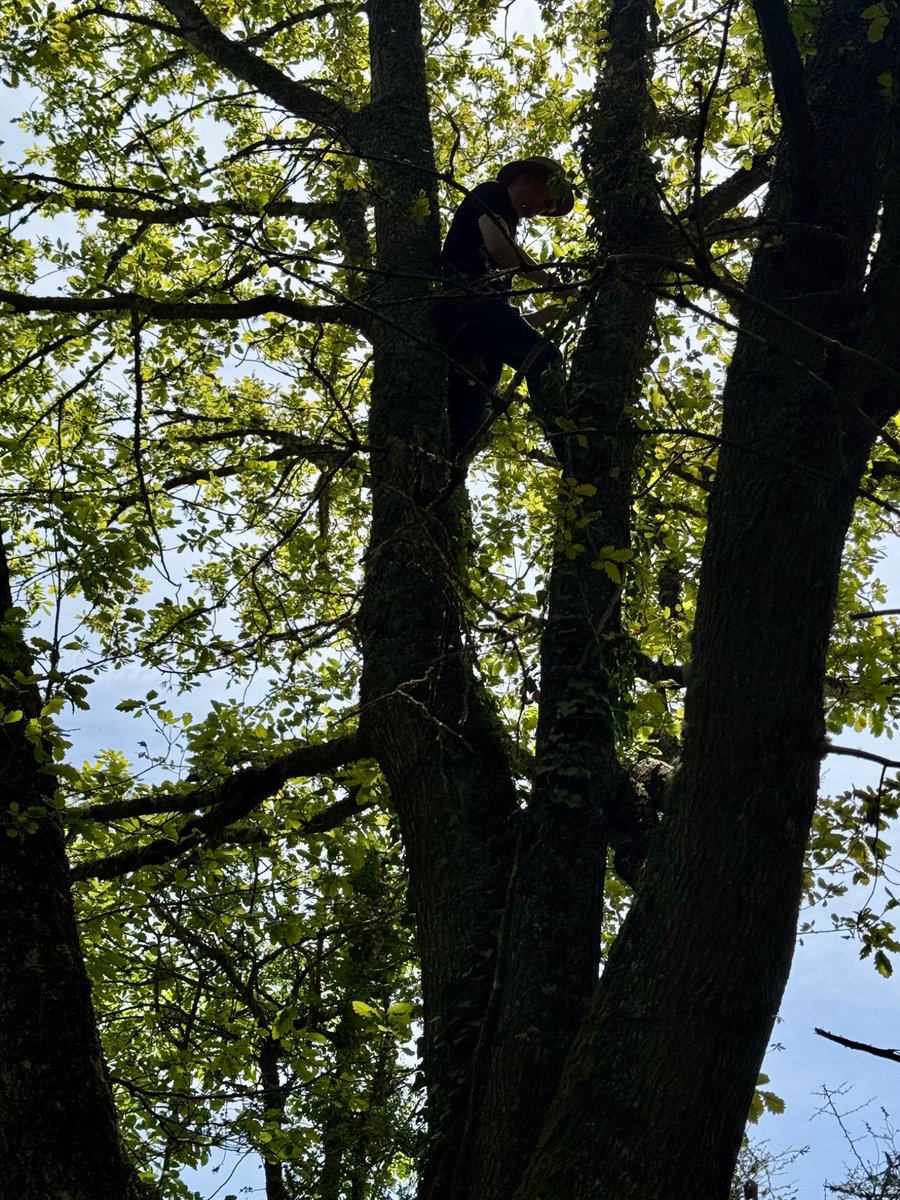 osteobiophd's tweet photo. Casually hanging out in a French tree with a sheer 5-meter drop below me wasn’t what I expected to do today but I loved every second of climbing up there 😄 the perks of Geocaching I guess! https://t.co/nZfiRIEeIV