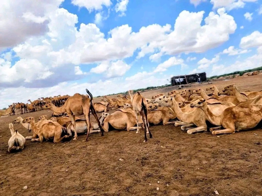 ABWANE,MOHAMED (Nogob&Reserve Area) tweet media