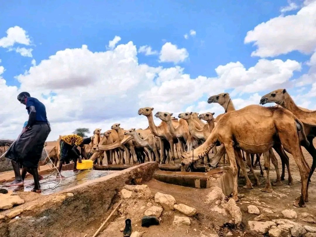 ABWANE,MOHAMED (Nogob&Reserve Area) tweet media