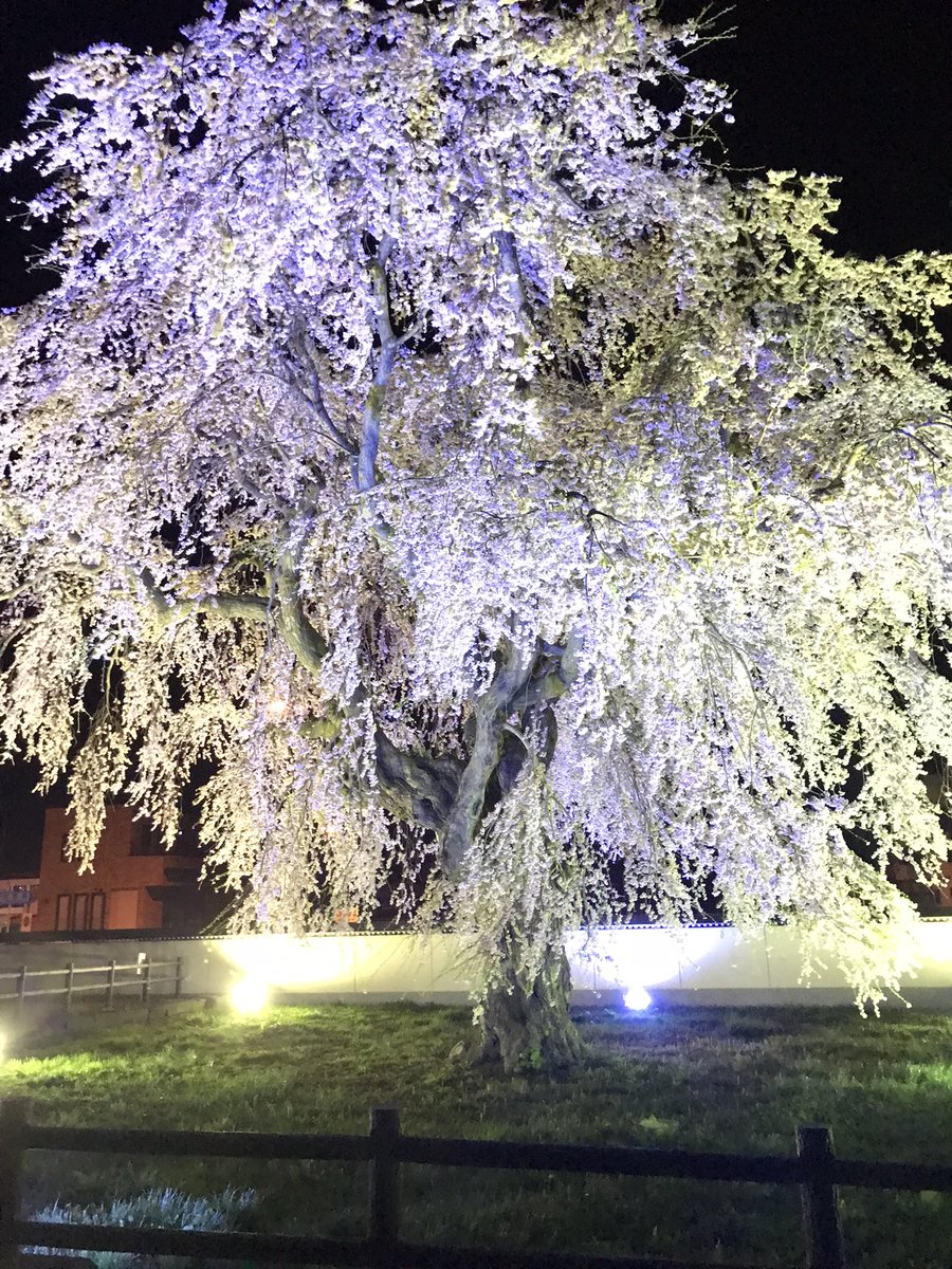 dblegendsDB5973's tweet photo. 五稜郭、法亀寺、桜綺麗すぎる☺️
函館市、北斗市ホント最高だね♪
港祭り今年は行きたいな☺️ https://t.co/7rb0oBJUfM