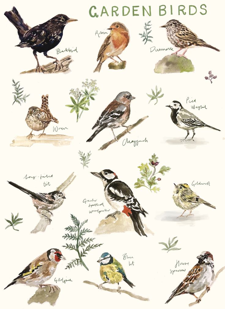 Birds Colour 🕊️ tweet media