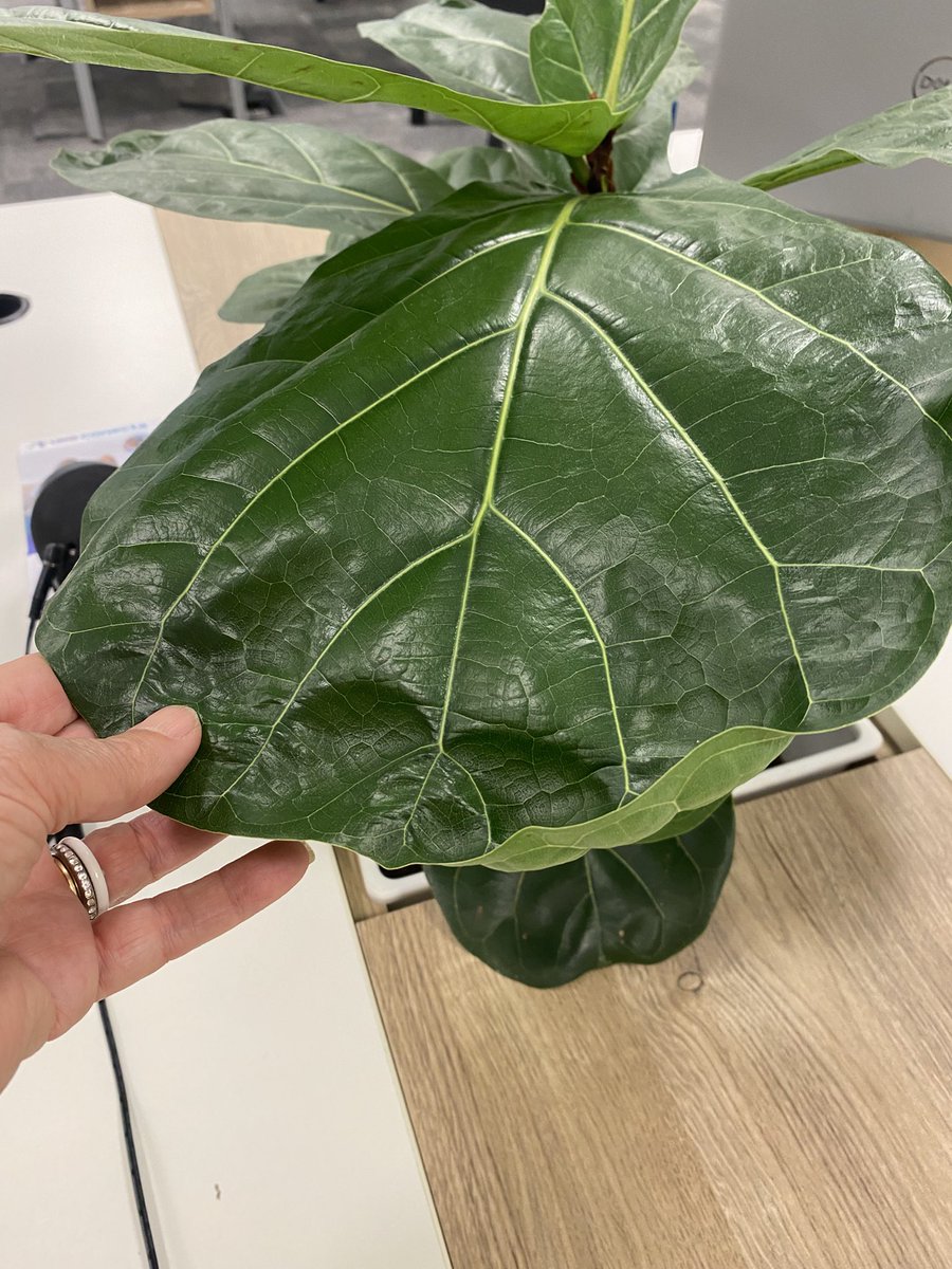 SariPomazan's tweet image. Tenemos problema con esta hoja de la pandurata??!!! #landscapearchitecture #techosverdes #ficuspandurata #greenroof