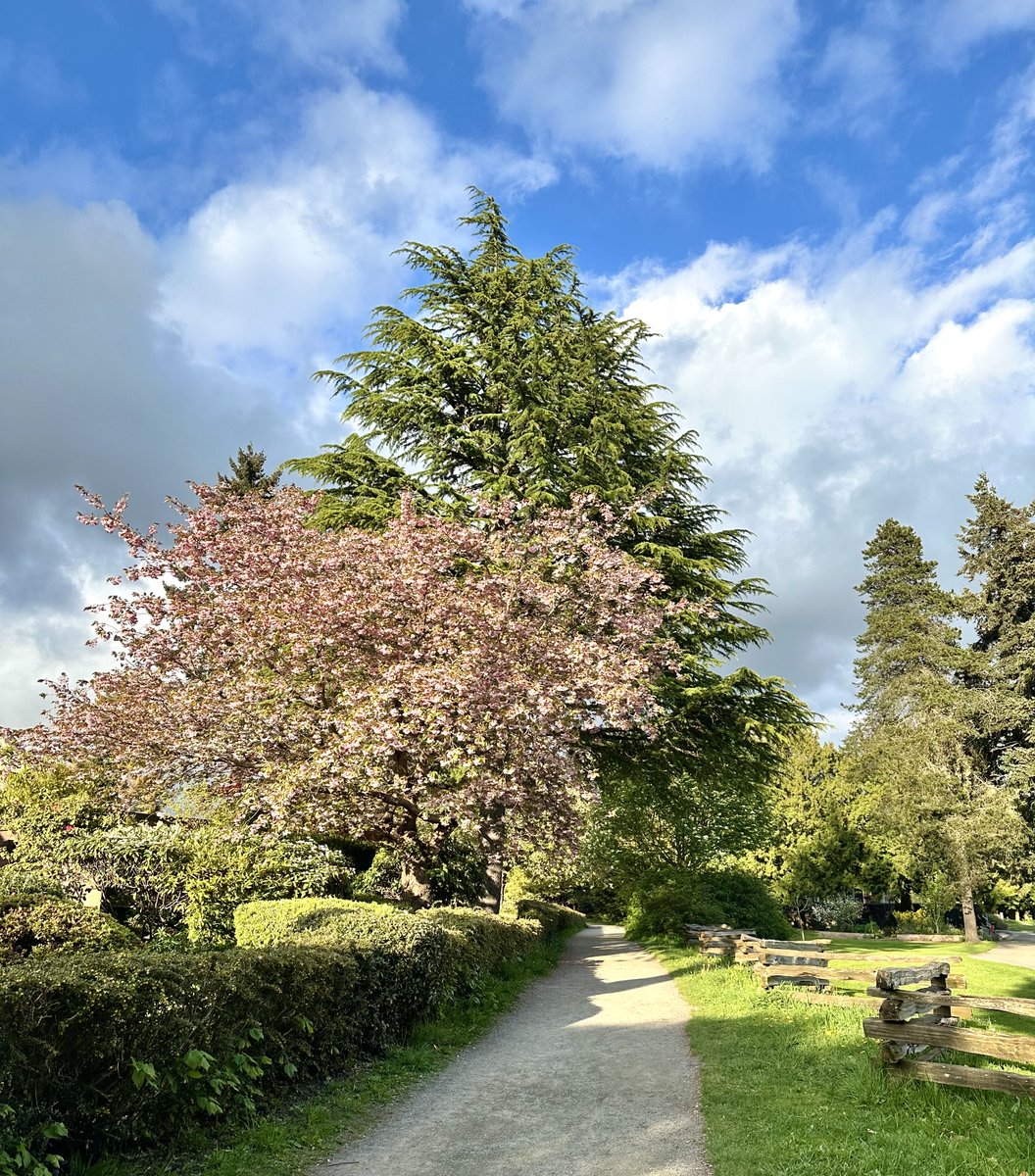 raygaurca's tweet photo. Cherry blossoms on their way out in Vancouver. 🌸🌸 https://t.co/07Sg3JgXhW
