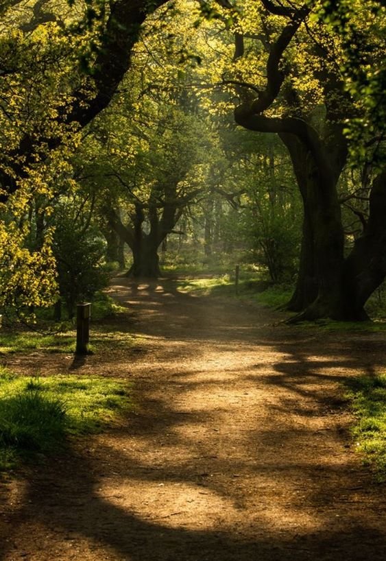 𝑙𝑦𝑟𝑎 tweet media