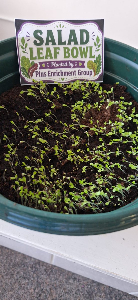AlbrightCentre's tweet image. Our primary pupils have started to grow salad leaf bowls in the gardening Enrichment group with Mrs G. We are looking forward to tasting these 🥣 🍃 #communityspirit #thisisAP