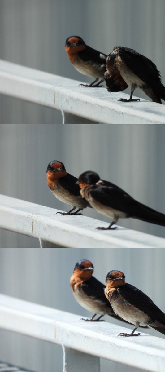 dantezy2814's tweet image. #birding