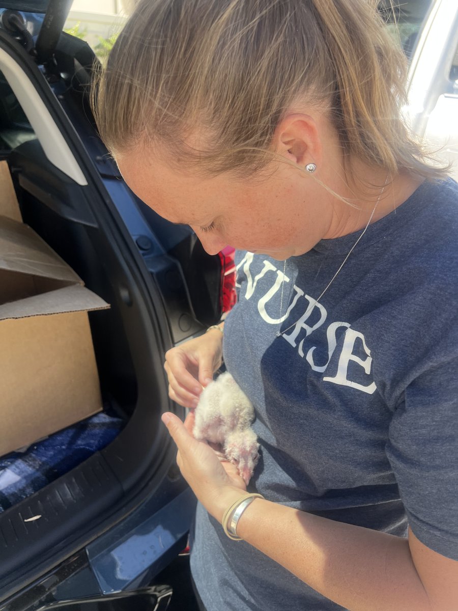 LabCyclePartnrs's tweet photo. owls, that needed immediate help.

We quickly loaded the incubator into the back of her truck, plugged it in, and before we could even finish, the person who found the owls pulled into our parking lot with the babies.

After a few warm cuddles and a quick health check, the... https://t.co/HC7rqLozzM