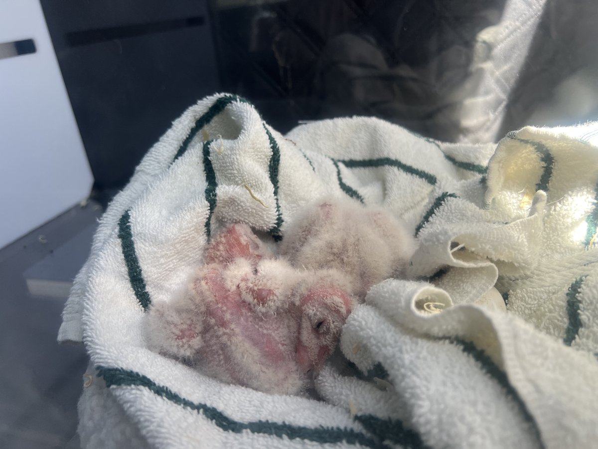 LabCyclePartnrs's tweet photo. owls, that needed immediate help.

We quickly loaded the incubator into the back of her truck, plugged it in, and before we could even finish, the person who found the owls pulled into our parking lot with the babies.

After a few warm cuddles and a quick health check, the... https://t.co/HC7rqLozzM