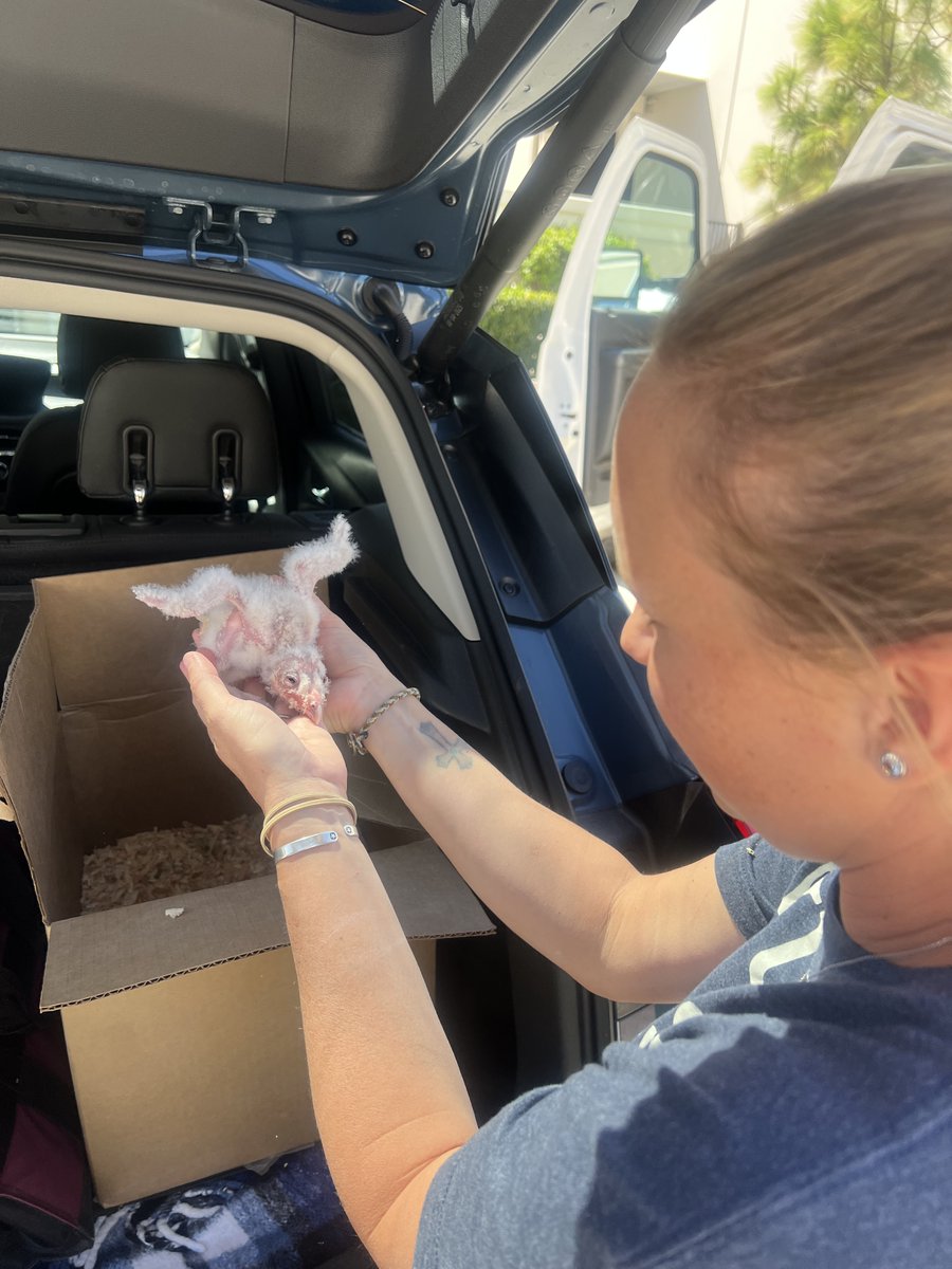 LabCyclePartnrs's tweet photo. owls, that needed immediate help.

We quickly loaded the incubator into the back of her truck, plugged it in, and before we could even finish, the person who found the owls pulled into our parking lot with the babies.

After a few warm cuddles and a quick health check, the... https://t.co/HC7rqLozzM