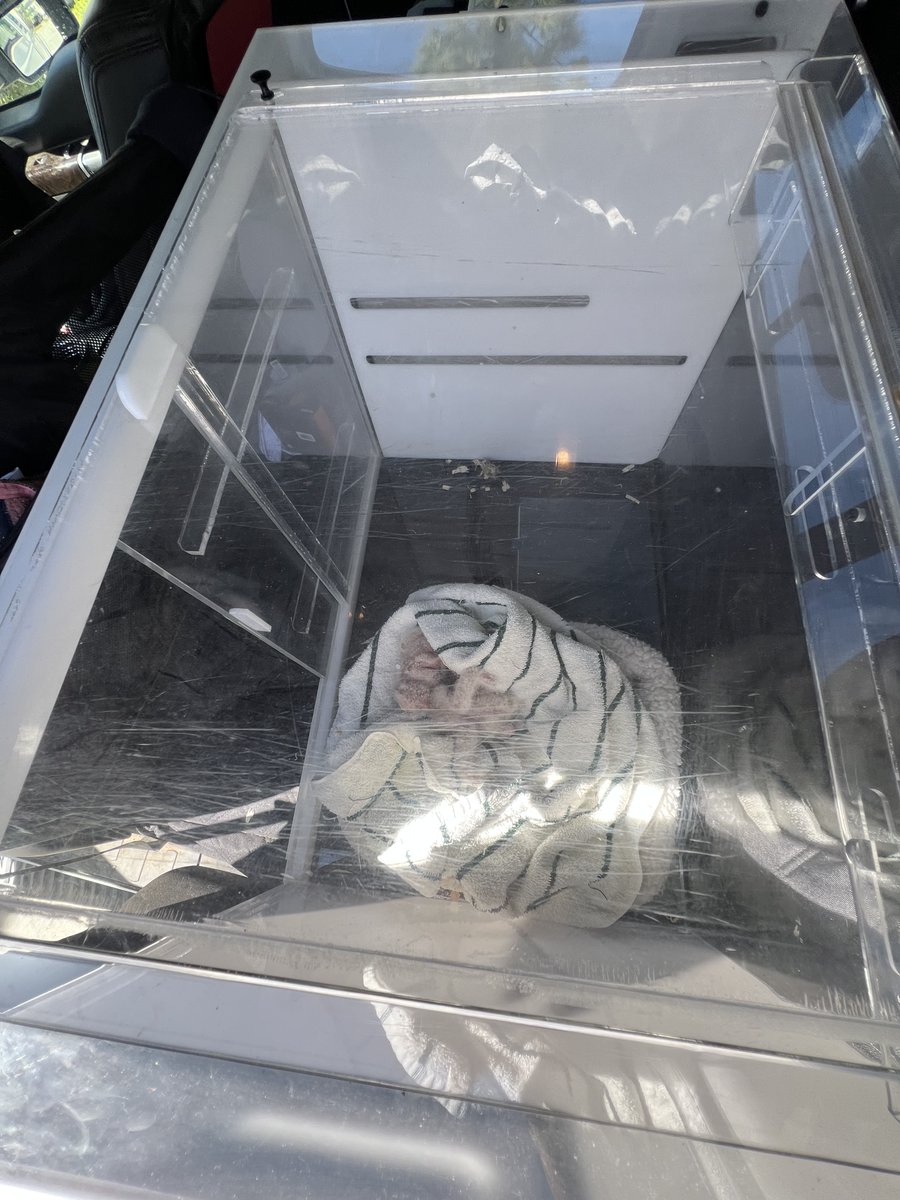 LabCyclePartnrs's tweet photo. owls, that needed immediate help.

We quickly loaded the incubator into the back of her truck, plugged it in, and before we could even finish, the person who found the owls pulled into our parking lot with the babies.

After a few warm cuddles and a quick health check, the... https://t.co/HC7rqLozzM