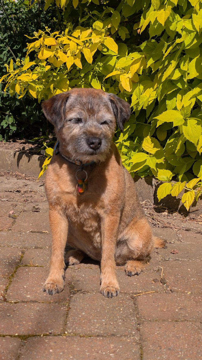 🐾💗Lady Bonnie Boo OBE💗🐾 tweet media