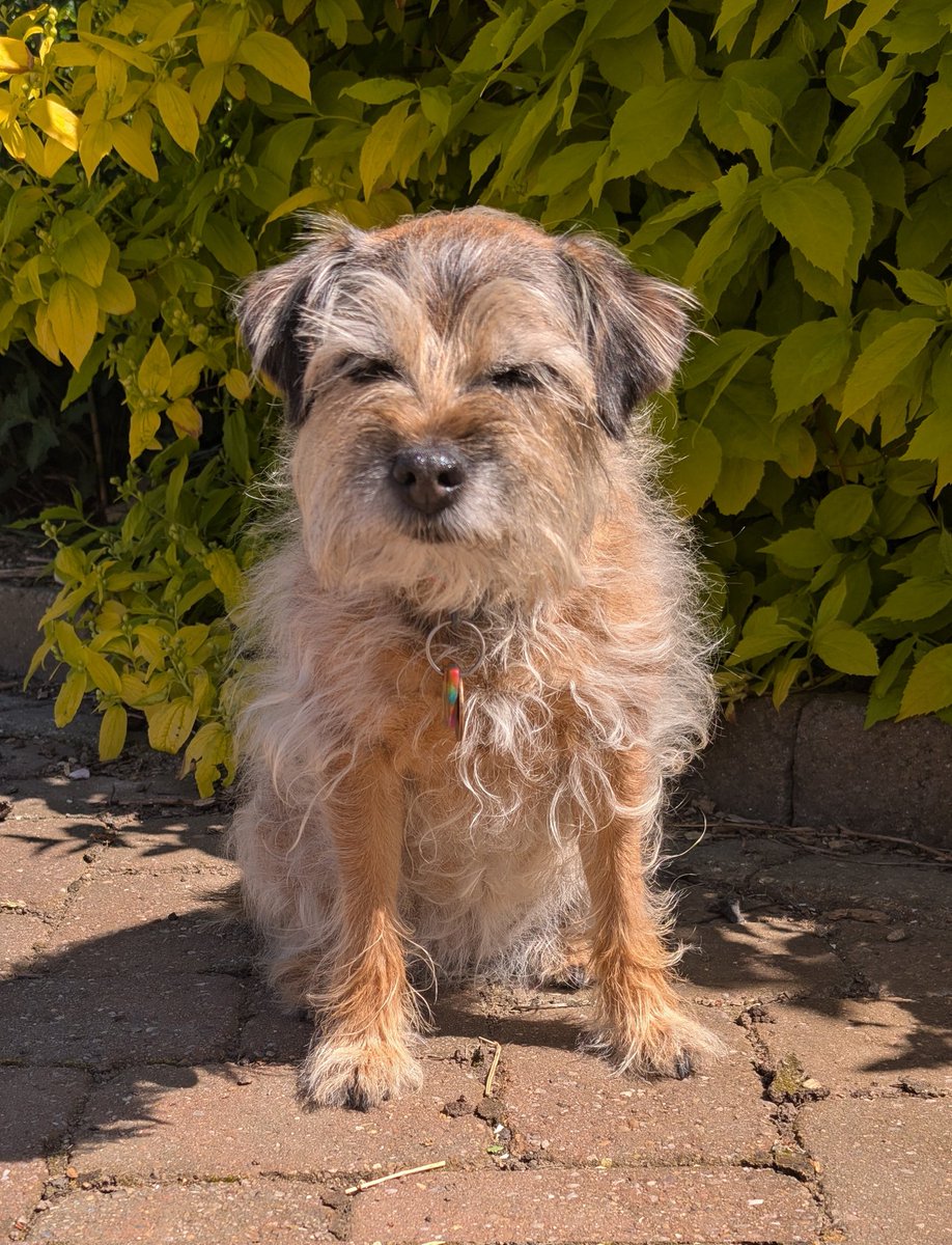 🐾💗Lady Bonnie Boo OBE💗🐾 tweet media