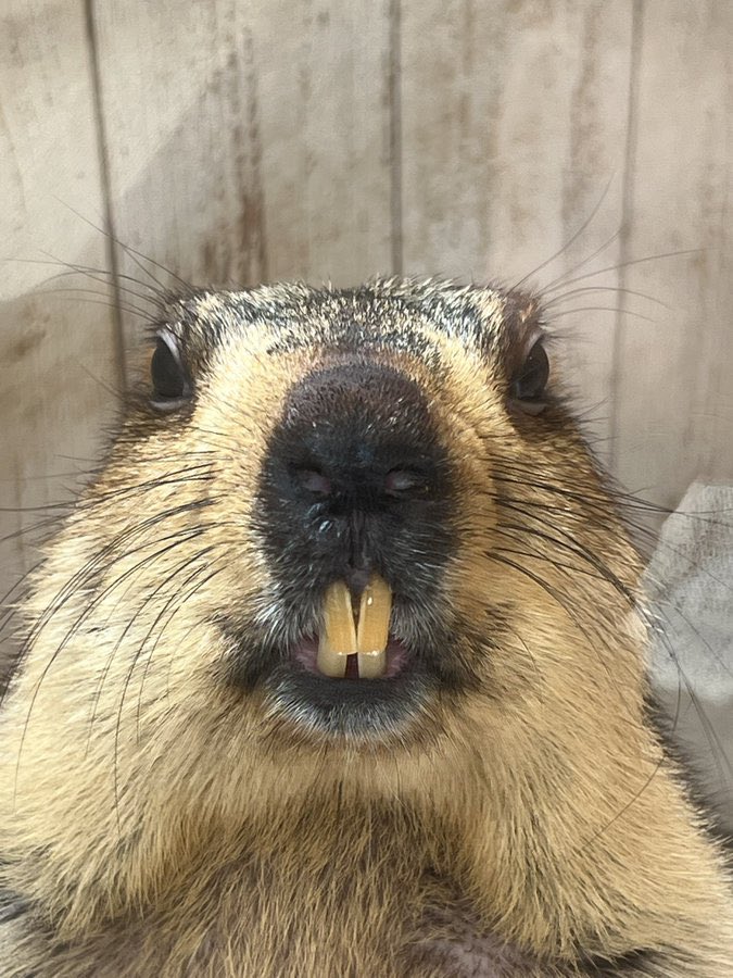 Morrisan15 tweet media