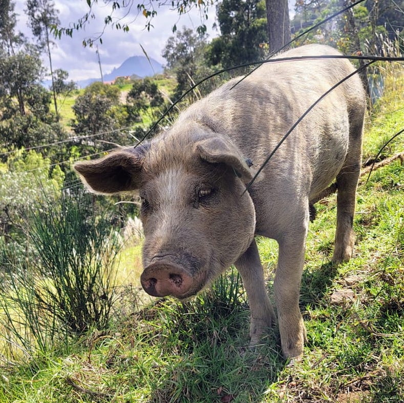 Agricultura_CZ6's tweet photo. #Cañar | En la comunidad de Quisquis, parroquia Borrero del cantón #Azogues, impulsamos la productividad porcina mediante inseminación artificial en cerdas, mejorando la genética y el rendimiento para nuestros productores.

#ElNuevoEcuador https://t.co/04BpNpmaZm