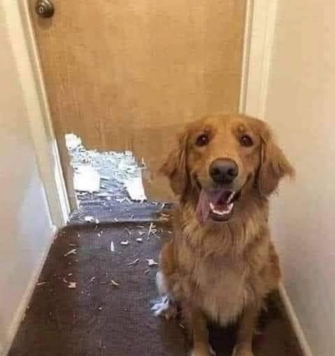 Puppies 🐶 tweet media