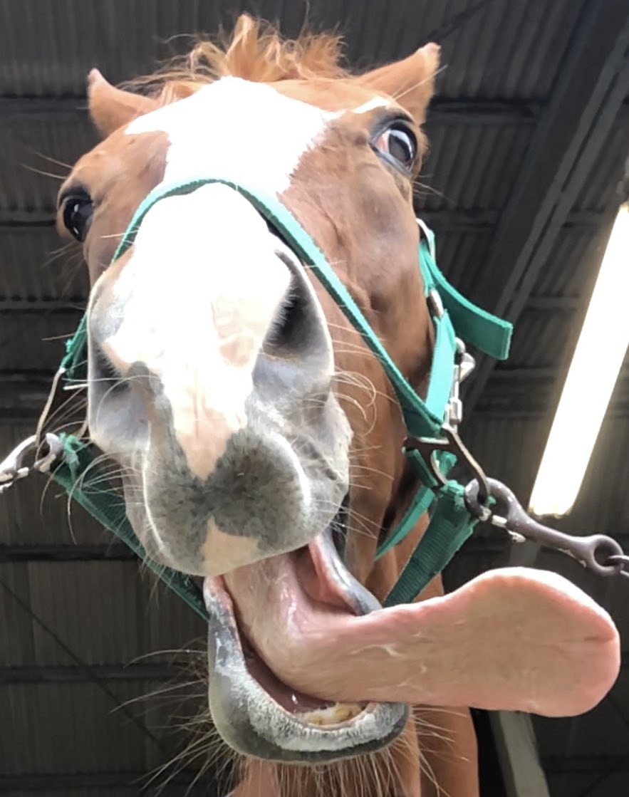 uwufufu5220's tweet image. me when nothin #ace