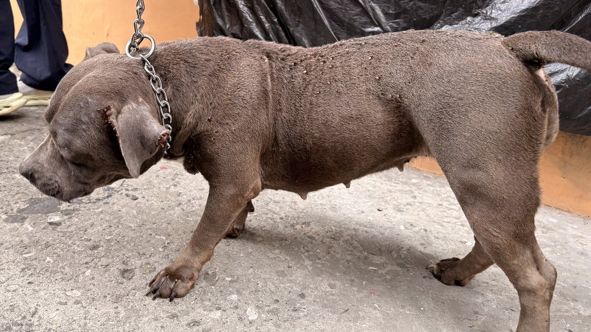 ProAnimal_gye tweet media