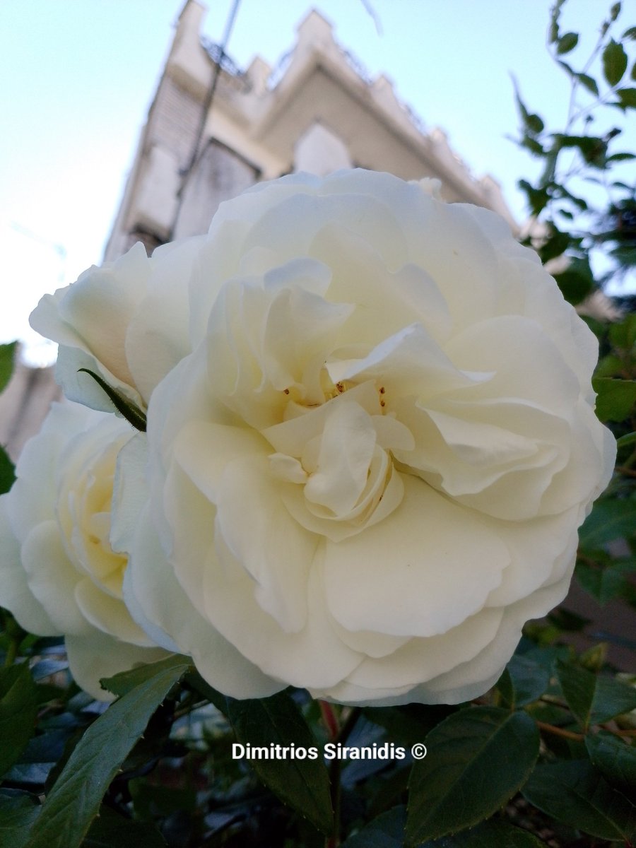 siranidis1993's tweet image. I love white roses 🤩
It's still Spring friends !

#whiteroses #spring #april #dimitrios_siranidis #greekphotographers