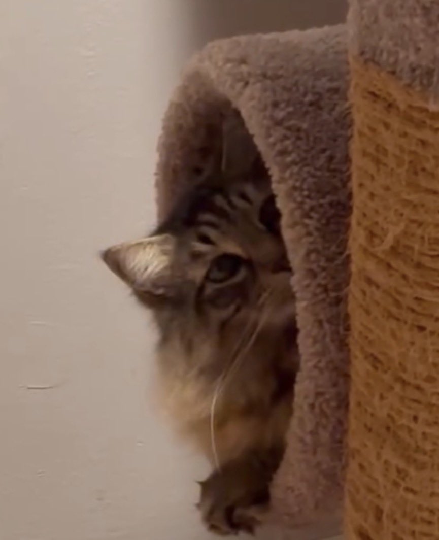 Fuking kittymeow