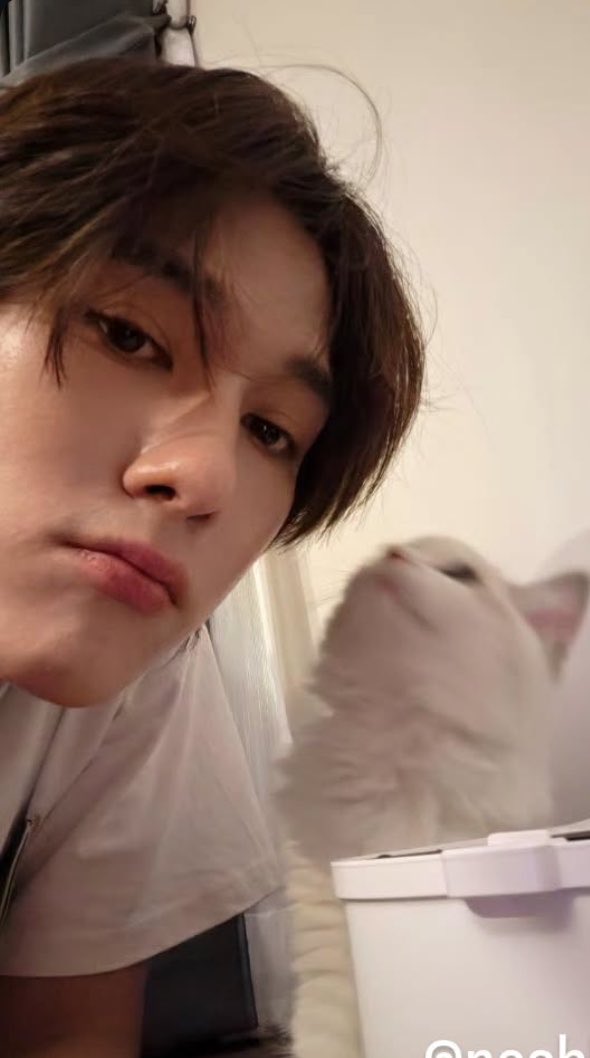 littleani tweet media