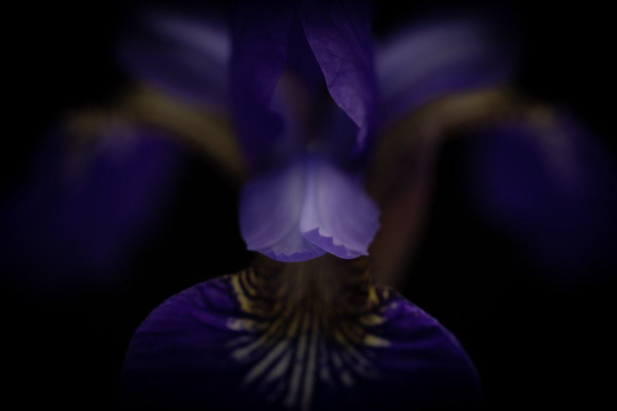 Jason DeBloois Photography tweet media