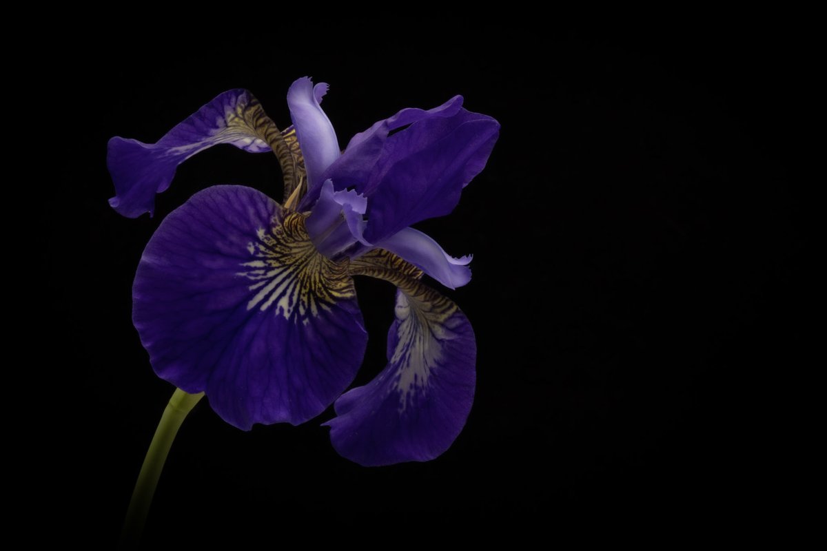 Jason DeBloois Photography tweet media