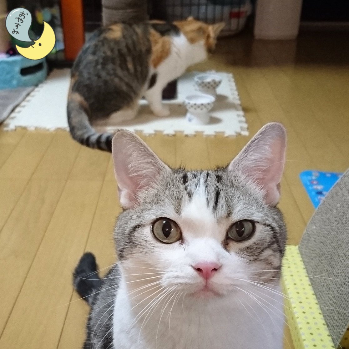 チャビー♂＆ジェミー♀ tweet media