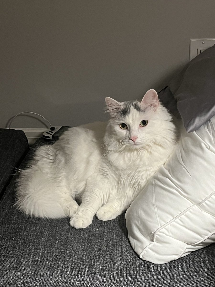 devilwaitss's tweet photo. hello twitter users, have some snowball pictures free of charge https://t.co/jY8Xv4tkhH