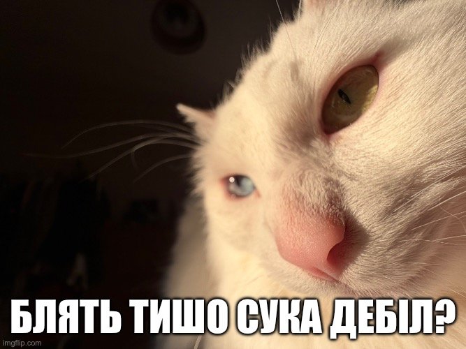 Йось /⁠ᐠ⁠｡. ｡⁠ᐟ⁠\ tweet media