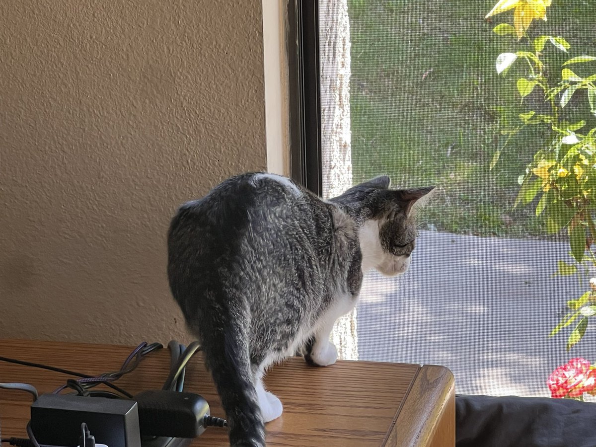 ballothecat's tweet photo. There’s a big bug near my roses! #HedgeWatch #BugWatch https://t.co/QrMI8Iura6