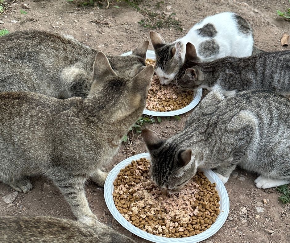 Network For Animals 🐾 tweet media