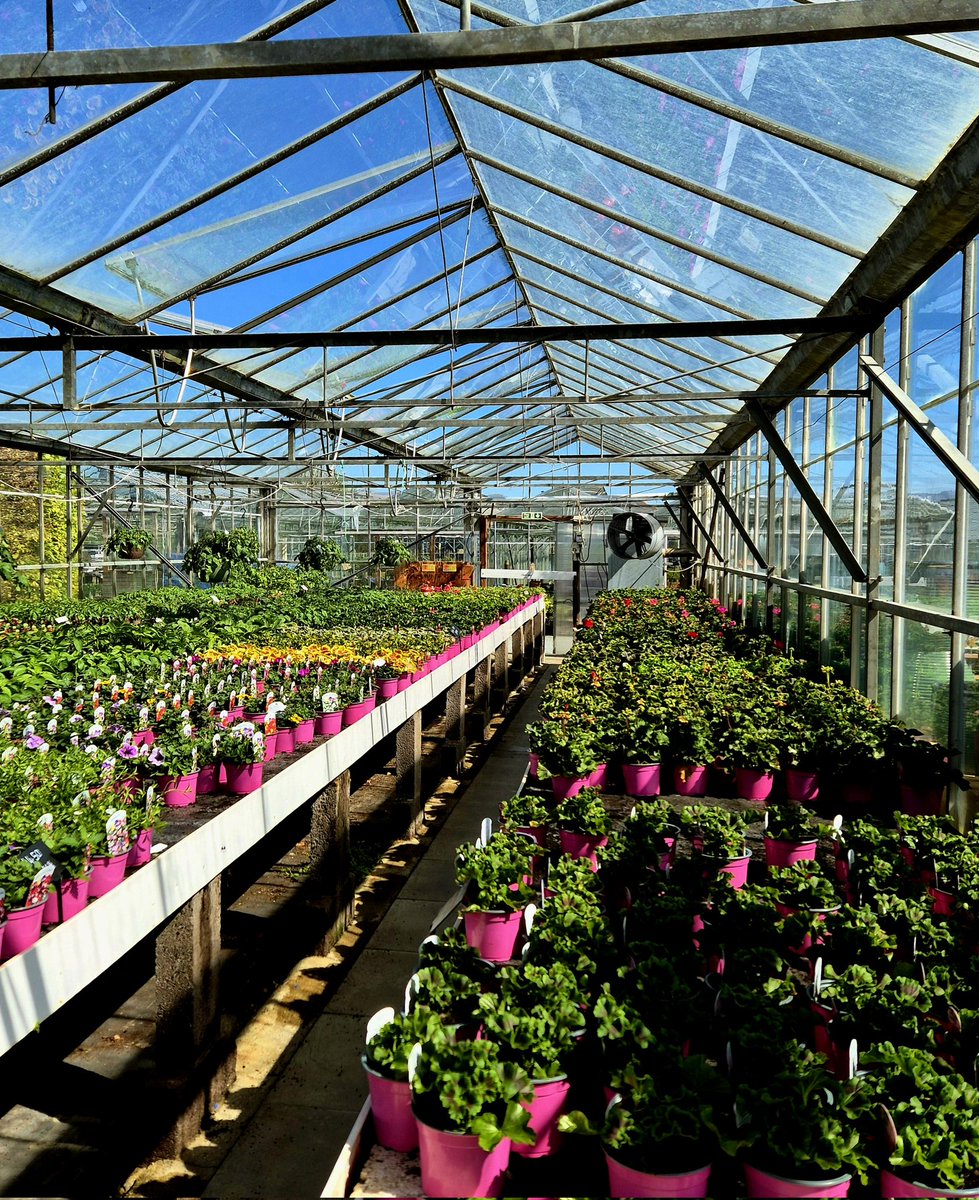 LZellas's tweet image. The geranium (or should I say pelargonium) greenhouse,
Tyddyn Sachau nursery garden.
One version of heaven.
#windowsonwednesday