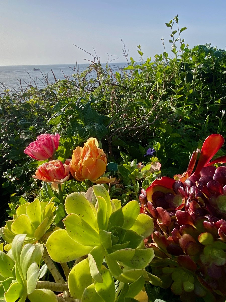bakrim2000's tweet image. Allotment by the sea. 🌸🌼🌺  
#spring #mousehole #cornwall