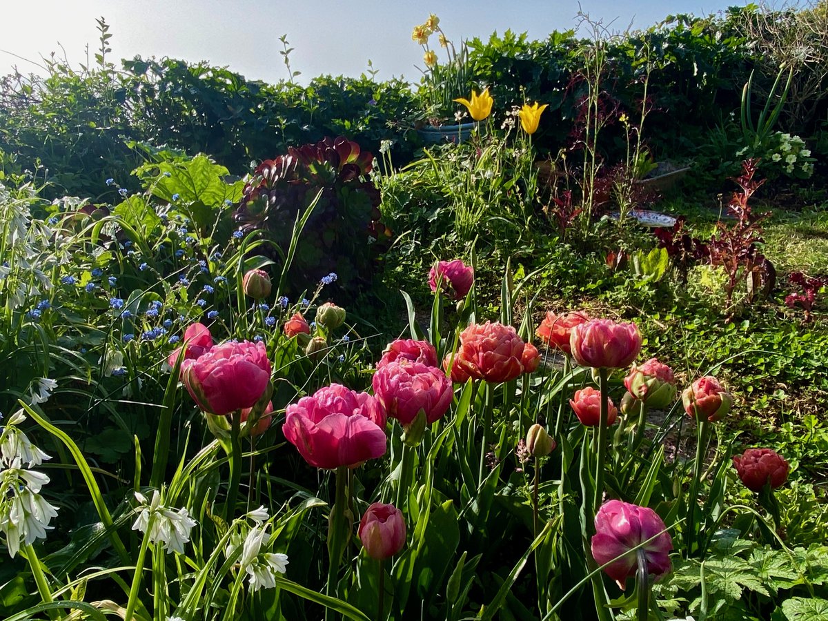 bakrim2000's tweet image. Allotment by the sea. 🌸🌼🌺  
#spring #mousehole #cornwall