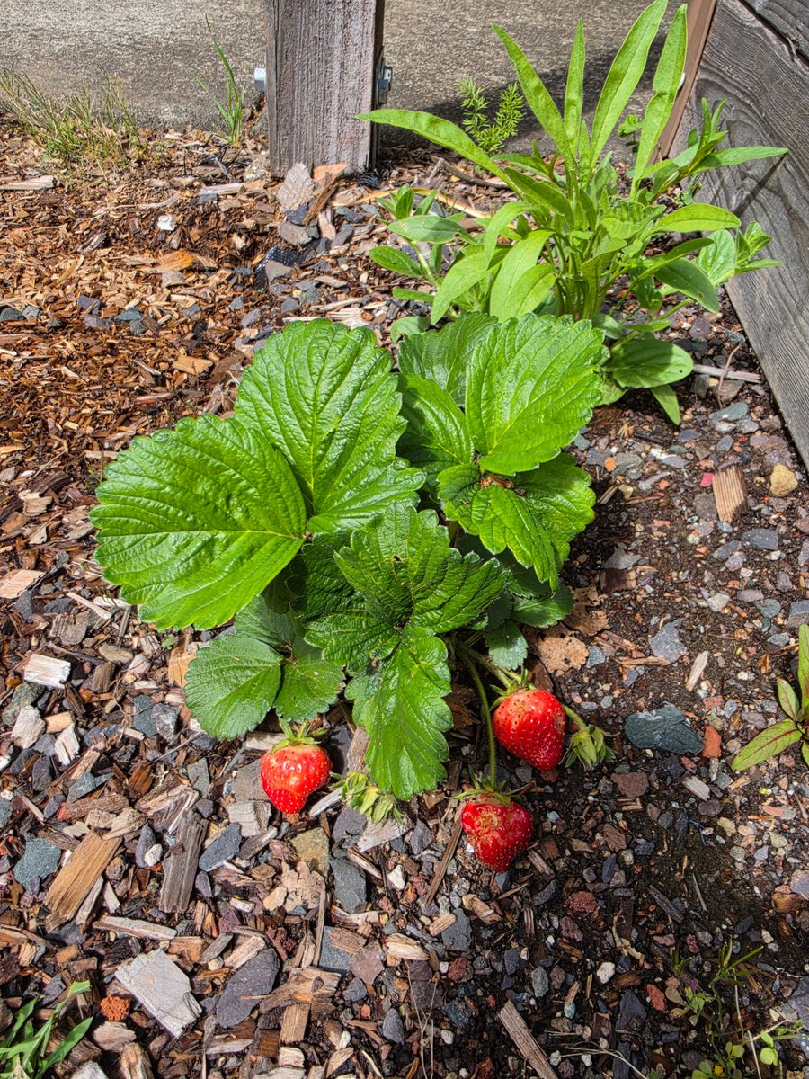 dripworksusa's tweet image. Real gardens. Real results. 🌱💧
There’s nothing better than seeing drip irrigation doing its thing—healthy plants, less waste, and water right where it’s needed. Learn more, Grow more with Dripworks.com

#DripIrrigation #GardenLife #GrowBetter #WaterSmart