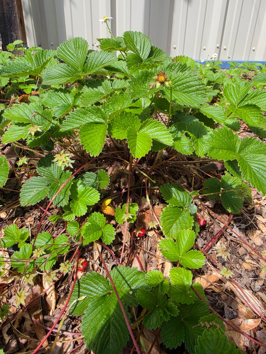 dripworksusa's tweet image. Real gardens. Real results. 🌱💧
There’s nothing better than seeing drip irrigation doing its thing—healthy plants, less waste, and water right where it’s needed. Learn more, Grow more with Dripworks.com

#DripIrrigation #GardenLife #GrowBetter #WaterSmart