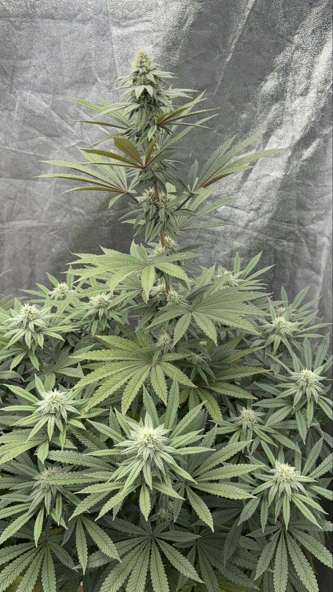 RichEIREjonesy's tweet image. The Gelatos are coming along nicely, the difference between the two is crazy , if I can get the tall one stack up I’ll be very happy.#Homegrown #Ganja #FreeTheWeed #LegaliseCannabis #GrowYourOwn #StayFrosty