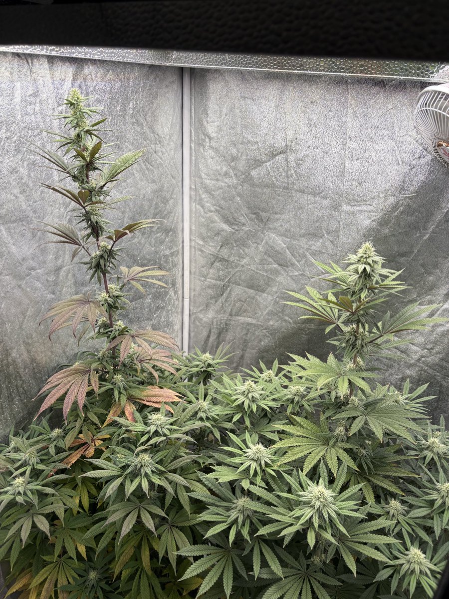 RichEIREjonesy's tweet image. The Gelatos are coming along nicely, the difference between the two is crazy , if I can get the tall one stack up I’ll be very happy.#Homegrown #Ganja #FreeTheWeed #LegaliseCannabis #GrowYourOwn #StayFrosty