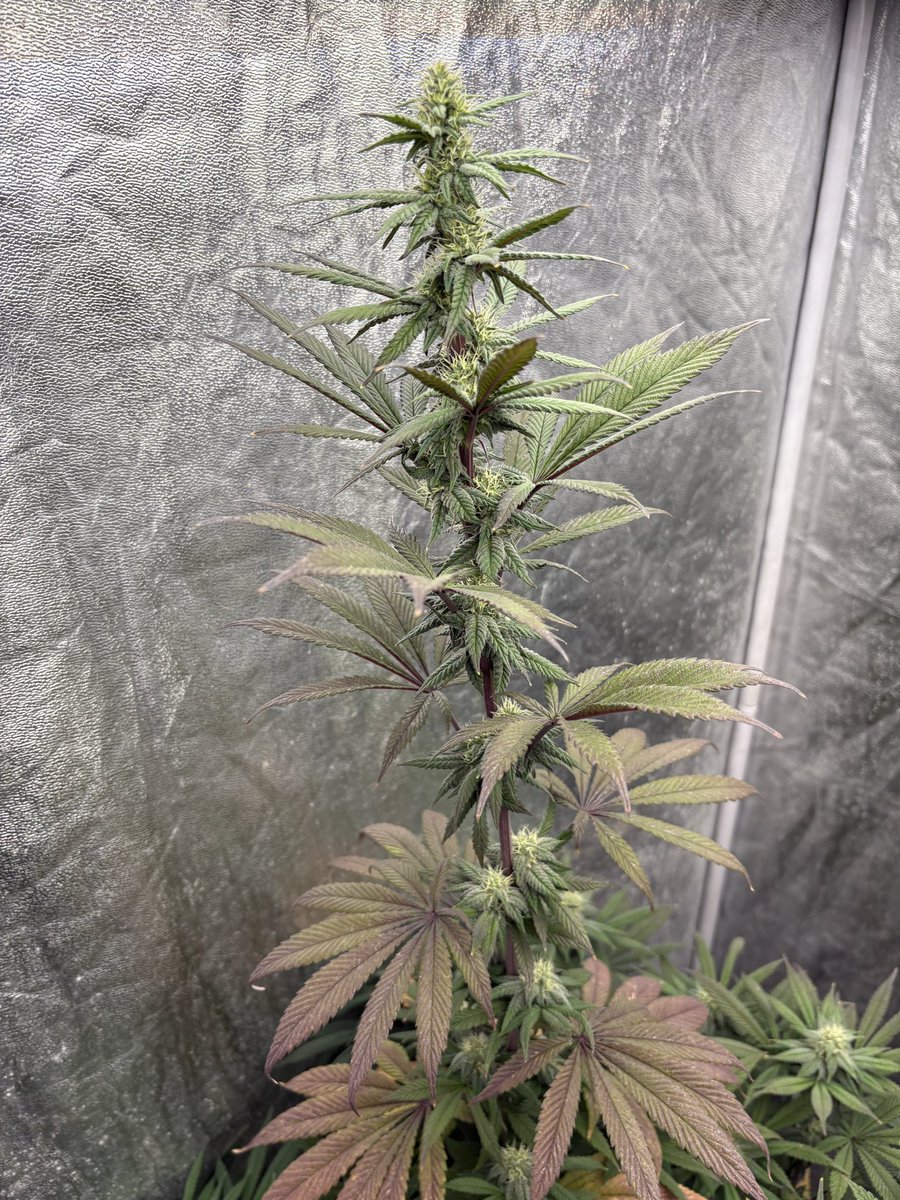 RichEIREjonesy's tweet image. The Gelatos are coming along nicely, the difference between the two is crazy , if I can get the tall one stack up I’ll be very happy.#Homegrown #Ganja #FreeTheWeed #LegaliseCannabis #GrowYourOwn #StayFrosty