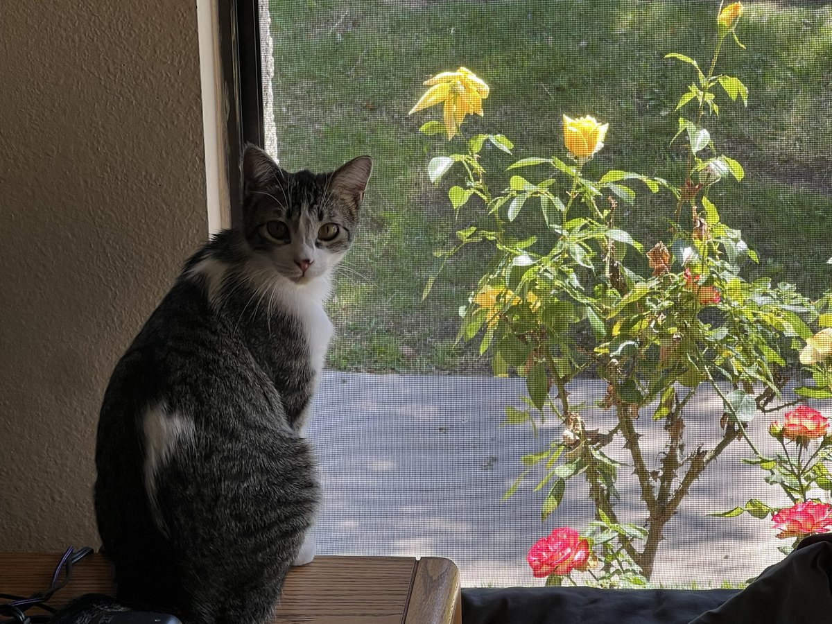 ballothecat's tweet photo. Dad one of the roses is broken. #HedgeWatch. #RoseWatch. 🌹 🌹 🌹 https://t.co/X4Plxj6ZKN