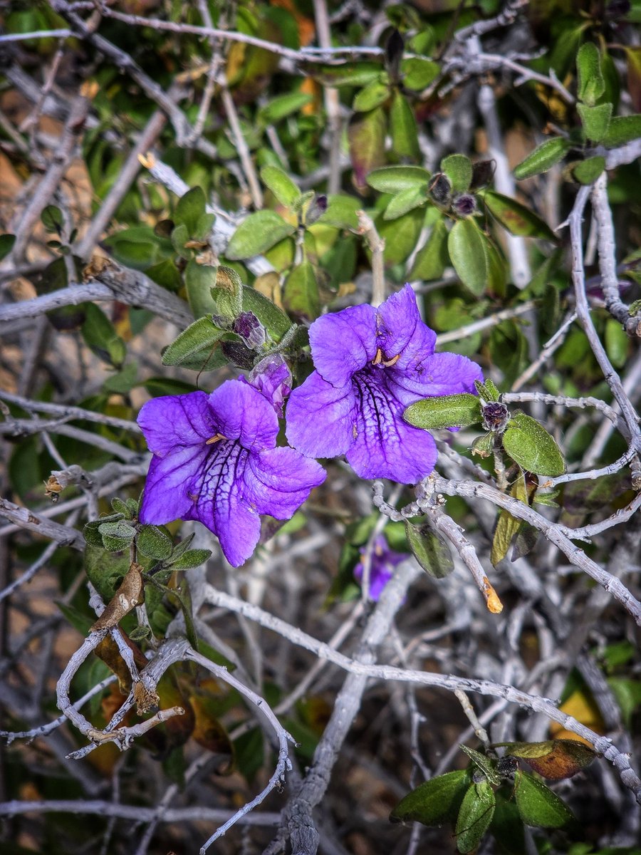 ElevenTroy's tweet image. #purple #flowers #photography