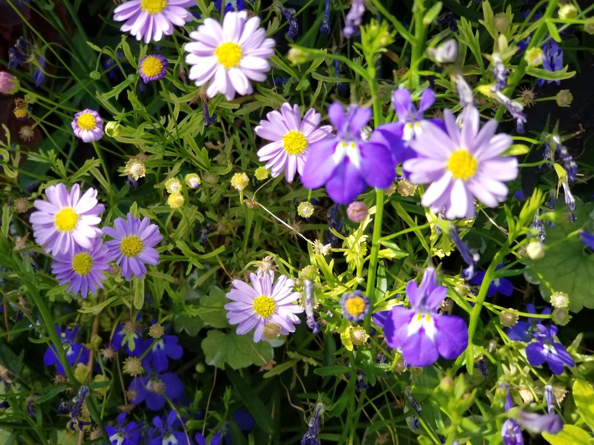 ElevenTroy's tweet image. #purple #flowers #photography