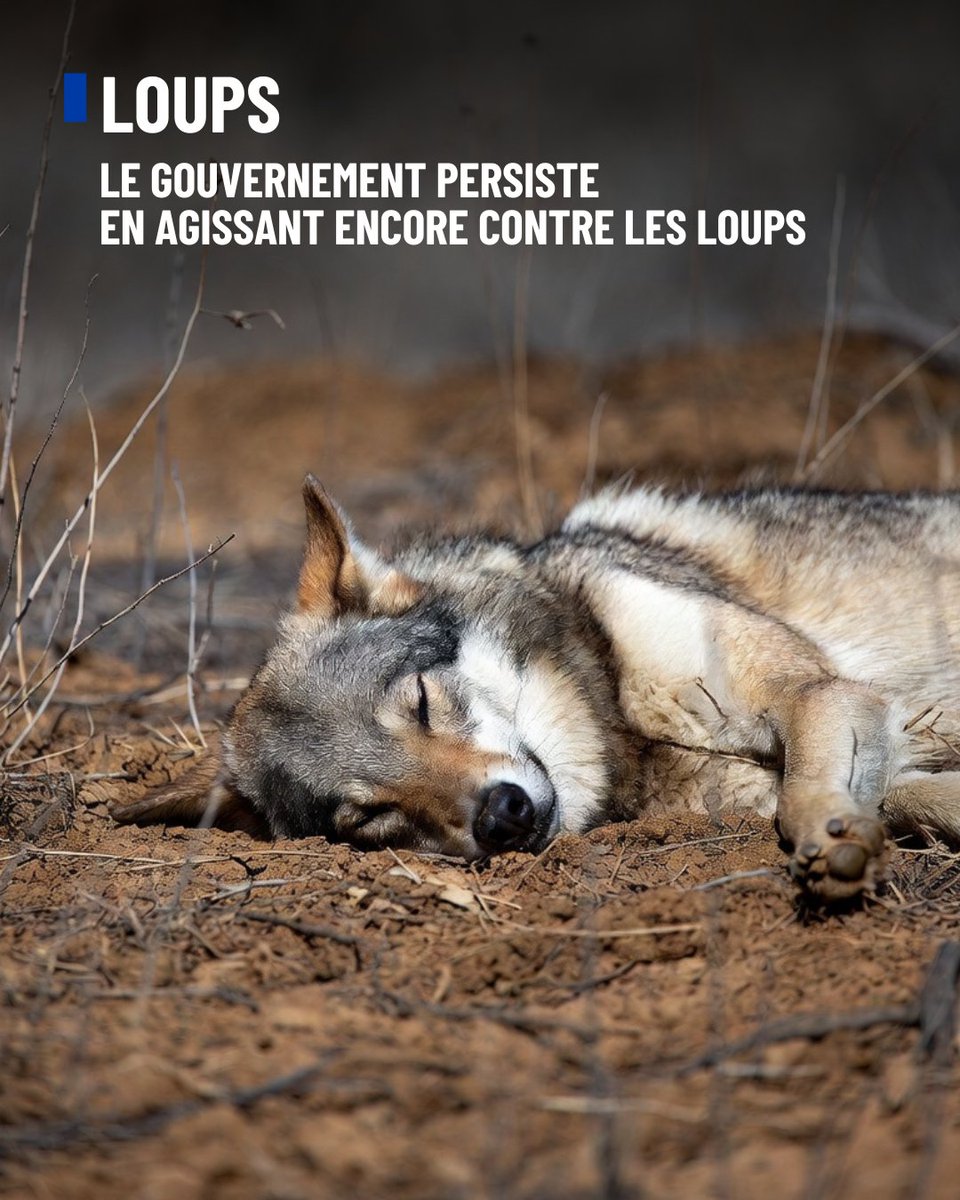 Fondation Brigitte Bardot tweet media